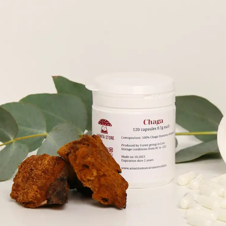 Chaga (Inonotus obliquus) capsules